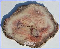 Very Large, Very Rare, Polished Sperry Wash CA Petrified Palm Round