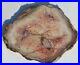 Very_Large_Very_Rare_Polished_Sperry_Wash_CA_Petrified_Palm_Round_01_qo