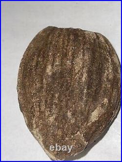 Very Large asian fossil seed, fruit, nut, extremely rare Jurassic petrified wood