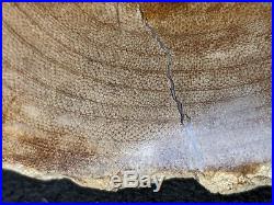 Very Rare Petrified Wood Snakewood Mennegoxylon Jonesii Texas Fossil wood