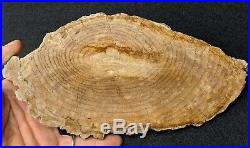Very Rare Petrified Wood Snakewood Mennegoxylon Jonesii Texas Fossil wood