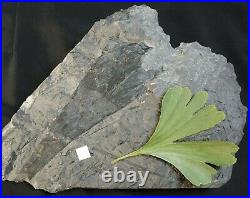 Very rare oldest know Ginkgo fossil plant museum quality almost complete leaf
