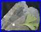 Very_rare_oldest_know_Ginkgo_fossil_plant_museum_quality_almost_complete_leaf_01_nm