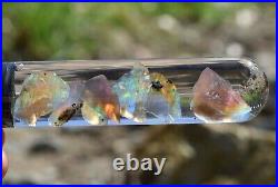 Virgin Valley Black Fire Opals Nevada Opals Replaced Wood Display Dome 40 Carats