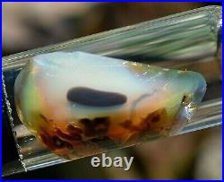 Virgin Valley Fire Opal Nevada Opal With Petrified Wood Display Dome 51 Carats