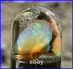 Virgin Valley Fire Opals Nevada Wet Opals Replaced Wood Display Dome 41 Carats