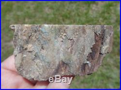 Virgin Valley Nevada Fire Opal Limb Cast Opalized Petrified Wood Plant Fossil