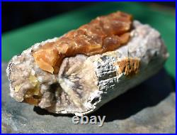 WOW Polished Petrified Wood Limb Calcite Touch Agate Sweetwater County Wyoming