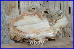 Water Line Agate Wyoming Petrified Wood cut & polished face display gem slab