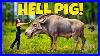 We_Found_A_Hell_Pig_Our_Rarest_Fossil_Find_Ever_Florida_Entelodont_Daeodon_Dinohyus_01_lcfy