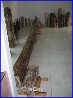 West Java Petrified Wood Tree 7 Meters / 22 ft 11 Long 1932 kg / 4259.331 lbs