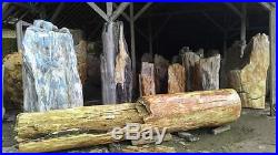 Wholesale 20ton Indonesia Hard Tropical Natural Petrified Wood Polish Sculpture
