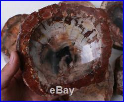 Wholesale Price! 14Pcs/41.6lb Fossil Wood/Petrified Wood Crystal Ashtray Gift