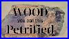 Wood_You_Believe_This_Find_Agatized_Or_Opalized_Mystery_01_hzde
