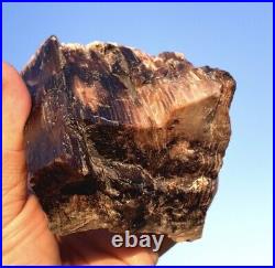Wow! Charcoal Black Opal Petrified Wood Limb Cast White and Red Translucent Opal