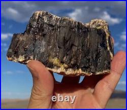 Wow! Rarest! Charcoal Black Petrified Wood Limb Cast White and Red Opal Fossil