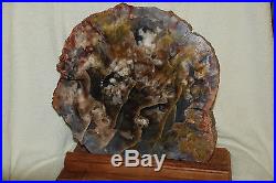 (reduced) Petrified Wood Slab Multi-color 16 1/2 Lbs Rare Size And Weight